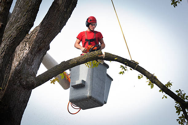 How Our Tree Care Process Works  in  Pinedale, WY