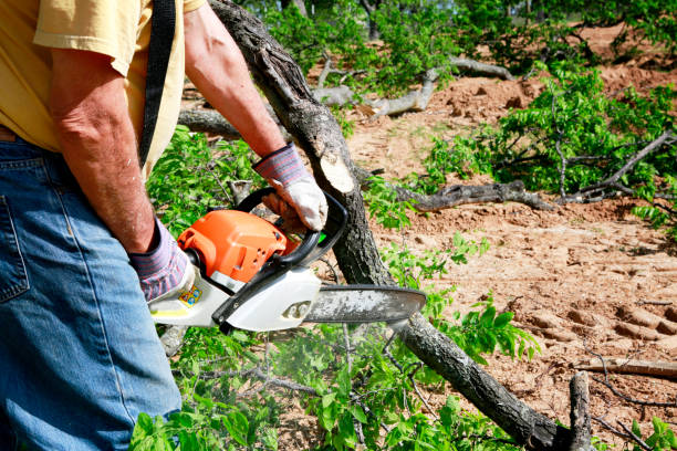 Best Seasonal Cleanup (Spring/Fall)  in Pinedale, WY